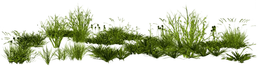 grass2